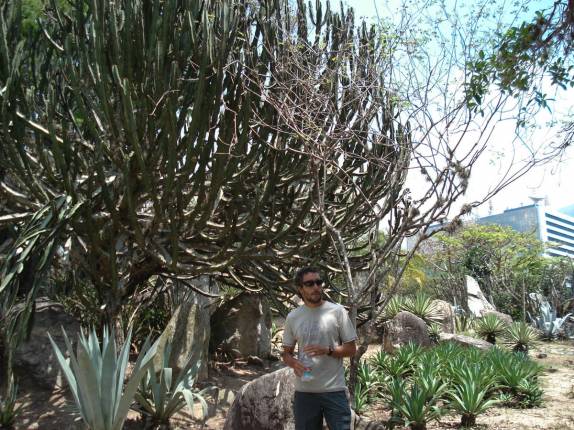 O parque Francisco Miranda, o maior de Caracas, na Venezuela, é conhecido pela sua botânica variada, principalmente de cactos